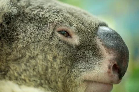 Face of a koala Stock Photos