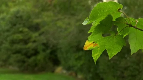 Face leaf branch with background blur Stock Footage 140886775