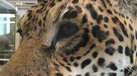 Face of Leopard in museum close up Stock Footage 56969548