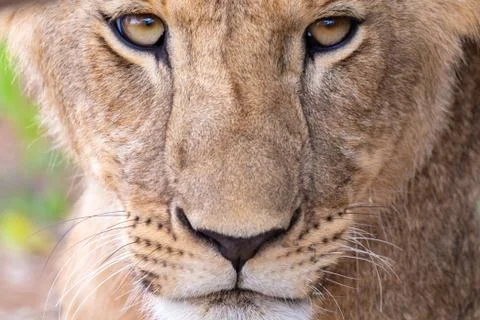 The face of a lioness in close-up Stock Photos