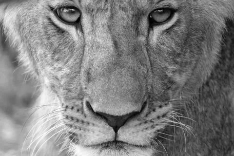 The face of a lioness in close-up Stock Photos