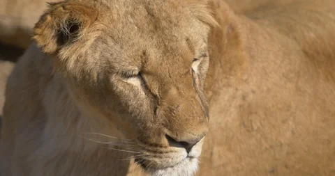 Face of a lioness with scars Stock Footage 91400605