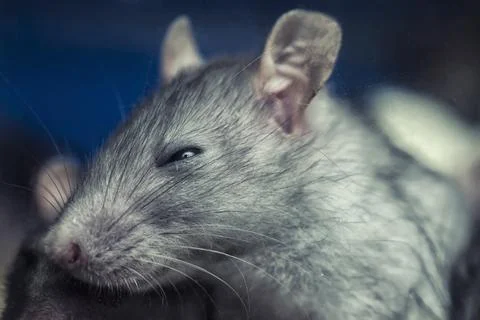 Face of a little gray mouse Stock Photos