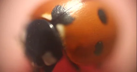 Face a little ladybug in macro Stock Footage 275350864