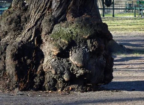 Face looking tree Stock Photos