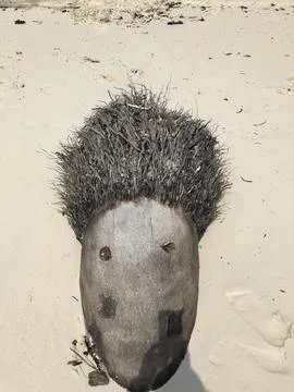 Face made from a coconut on beach sand Fotos Stock