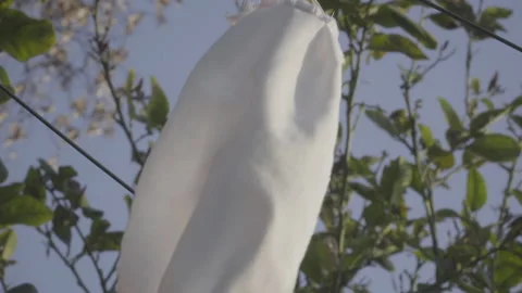 Face mask drying on clothesline, green branches background Video stock 139598190