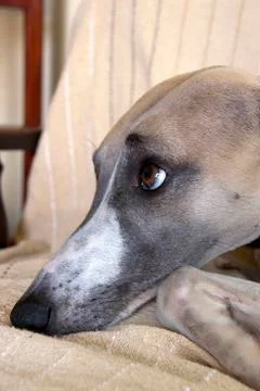 Face of mischievious whippet caught lying on furniture Stock Photos
