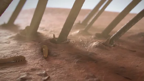 Face mite Stock Footage 88127164