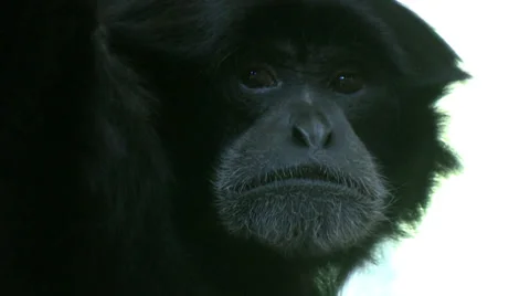 Face of a monkey Stock Footage 28544262