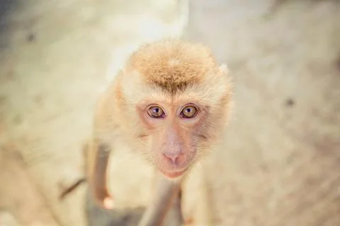 Face of monkey looking up Stock Photos