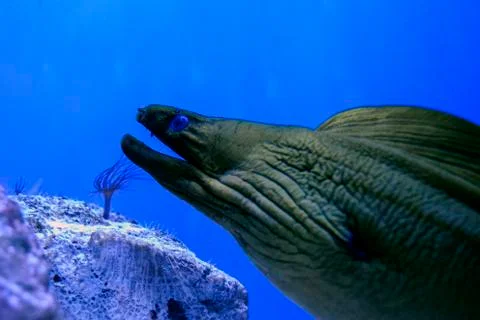 The face of a moray eel with an open mouth with teeth Stock Photos