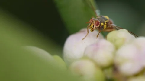 Face moving of the oriental fruit fly Stock Footage 83513791