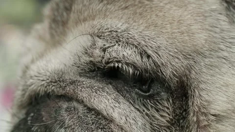 Face of old gray pug dog with eye infection illness. Stock Footage 264680908