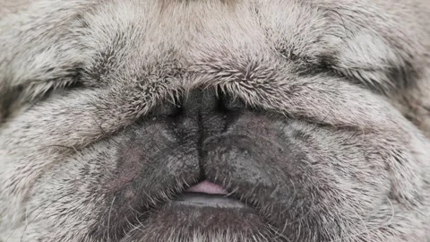 Face of old gray pug dog with eye infection illness. Stock Footage 264682016