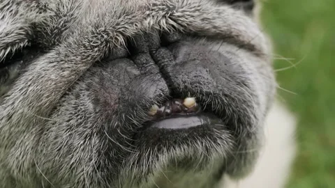 Face of old gray pug dog with eye infection illness. Stock Footage 265184707