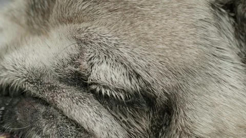 Face of old gray pug dog with eye infection illness. Stock Footage 265185562