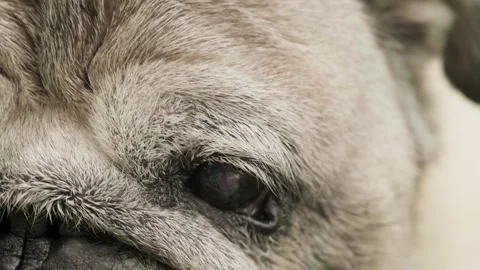 Face of old gray pug dog with eye infection illness. Stock Footage 266062951