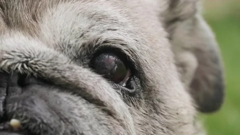 Face of old gray pug dog with eye infection illness. Stock Footage 266944669