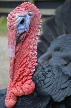 Face of an old very wrinkled ugly turkey Stock Photos