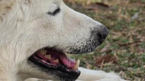 The face of an old white dog. Vidéo 335196238