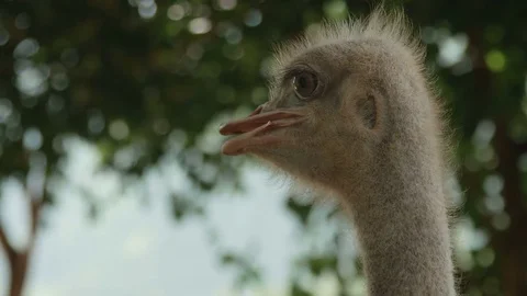Face of an ostrich close-up Stock Footage 73646932