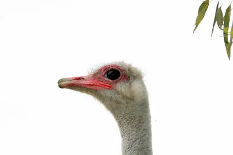 Face Ostrich Foto stock