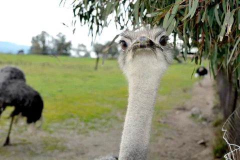 Face Ostrich Stock Photos
