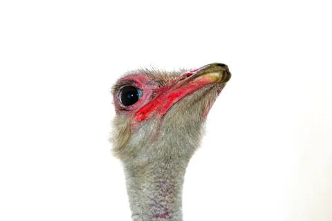 Face Ostrich Stock Photos