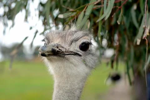 Face Ostrich Stock Photos