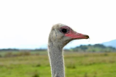 Face Ostrich Stock Photos