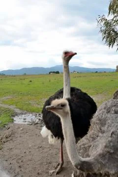 Face Ostrich Stock Photos