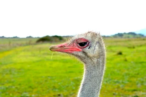 Face Ostrich Foto stock
