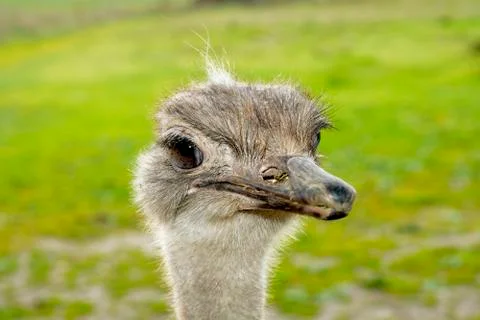 Face Ostrich Foto stock