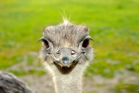 Face Ostrich Stock Photos