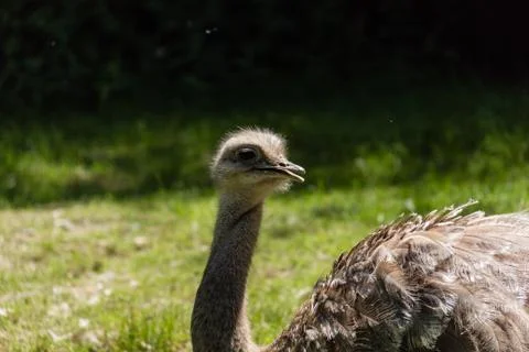 The face of an Ostrich Foto stock