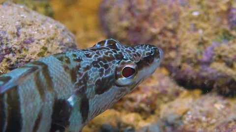Face of the  Painted Comber Fish Close Up Underwater Stock Footage 145909544