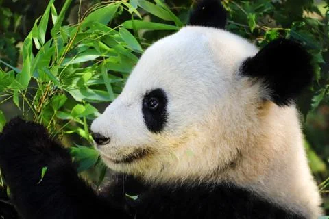 Face panda giant Stock Photos