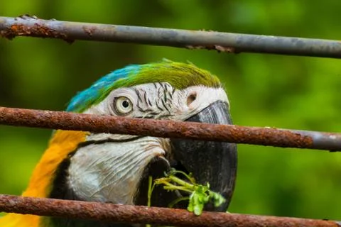 Face parrot Stock Photos