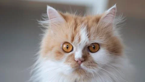 The face of a Persian cat Stock-Fotos