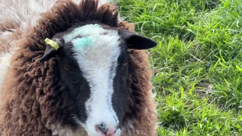 Face of piebald sheep close up Stock Footage 331584633