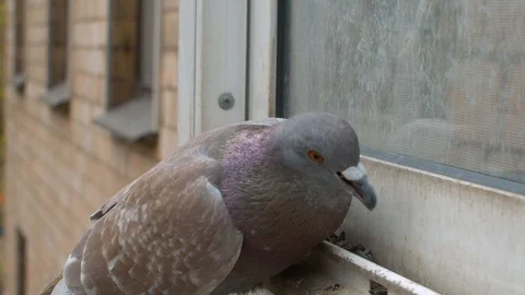 Face of pigeon pecking seeds on the window Stock Footage 129369075