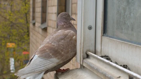 Face of pigeon pecking seeds on the window Stock Footage 129369909