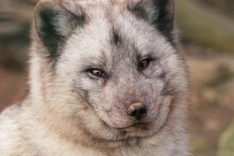 Face polar fox Foto stock