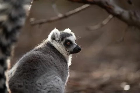 Face portrait of a ring tailed lemur at sunset Stock Photos