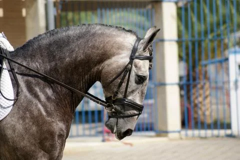 Face portrait of a spanish horse before a dressage competition Stock Photos