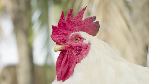 Face of Poultry Rooster Rhode Island White Chicken Stock Footage 153580546