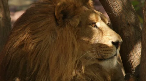 Face in profile of a lion, lying on tree shadow background with sunshine spots Stock Footage 46423434