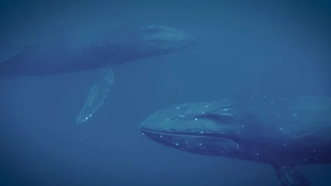 Face off ready 库存影片 129533178