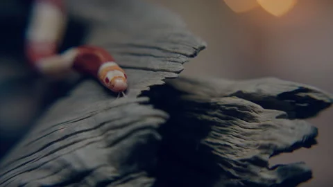 Face of a Red and orange Snake Crawling on wood Stock Footage 278805595